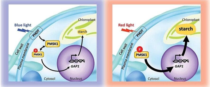 Image: Proposed model depicting the mechanisms of blue-light dependent regulation of starch metabolism in Chlamydomonas reinhardtii