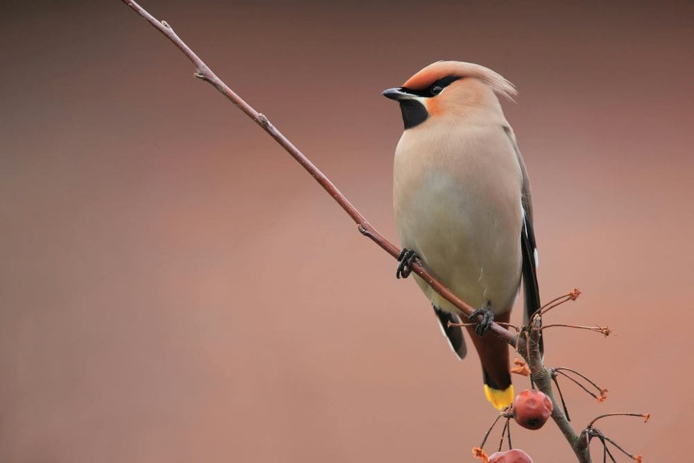Climate change threatens birds with narrow climate niches Image: White and Black Bird on Brown Tree Branch (s. Bohemian waxwing, climate change)