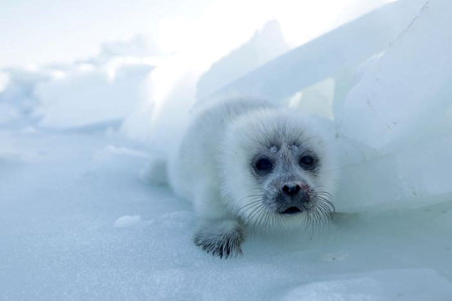 Image: Caspian seal pup (s. Caspian Sea, climate)