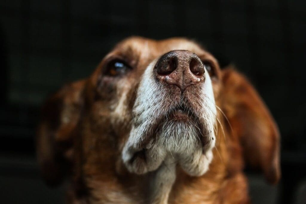 Image: Dog, Nature, Snout image (s. Valley fever, climate)