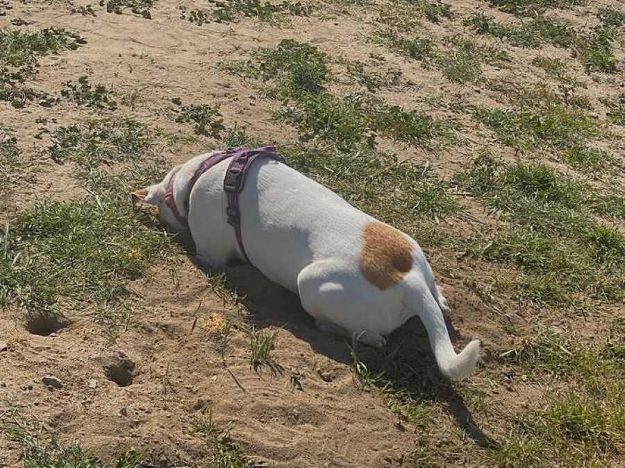 Image: Cocci dog (s. Valley fever, climate)