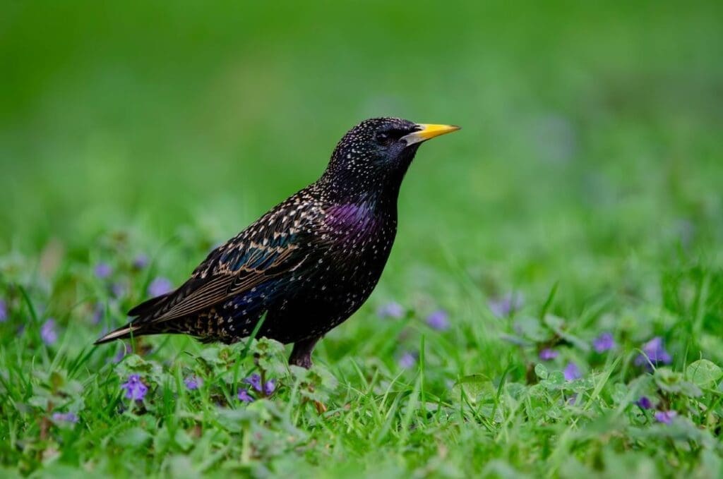 Birds with narrow climate tolerance more likely to decline across Europe Image: Common starling (s. bird, climate change, Europe)