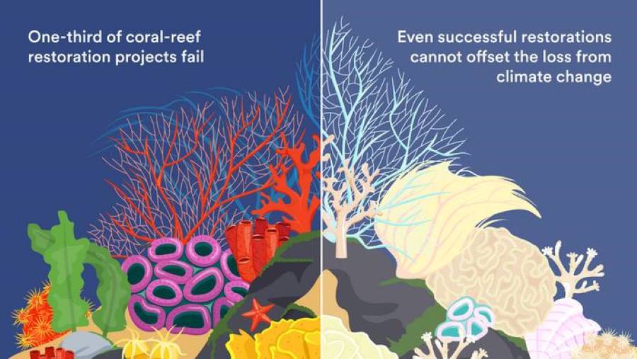 Image: Graphic message: One-third of coral-reef restoration projects fail