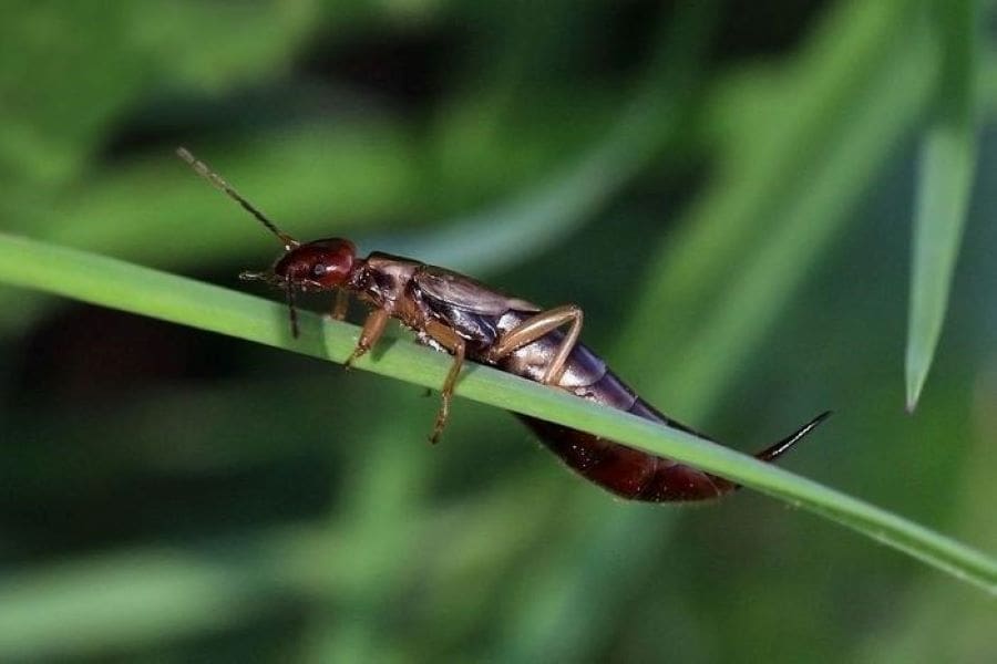 Climate Science Digest: April 3, 2025 Image: Earwig (s. science, Muser)