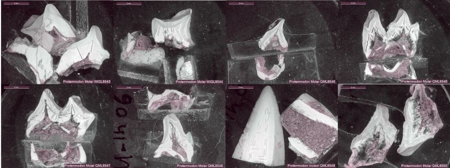 Image: Cross sections of megafauna enamel (s. science, climate, Muser)