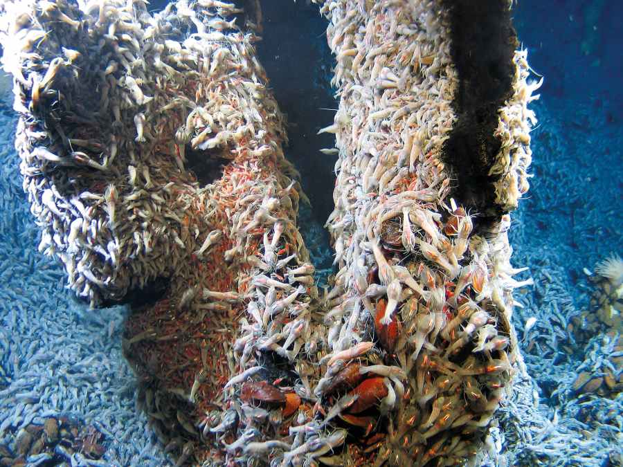 Image: Deep sea is home to unique habitats