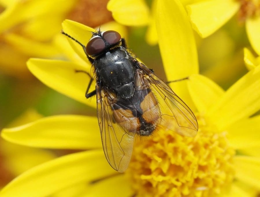 Image: An autumn housefly (s. flies, climate change, nature)