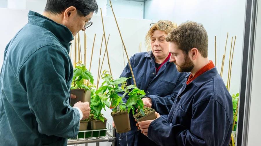 Climate Science Digest: April 15, 2025 Image: Jun Yu (left), Maria E. Eriksson and Bertold Mariën inspecting young trees (s. science, climate, research)