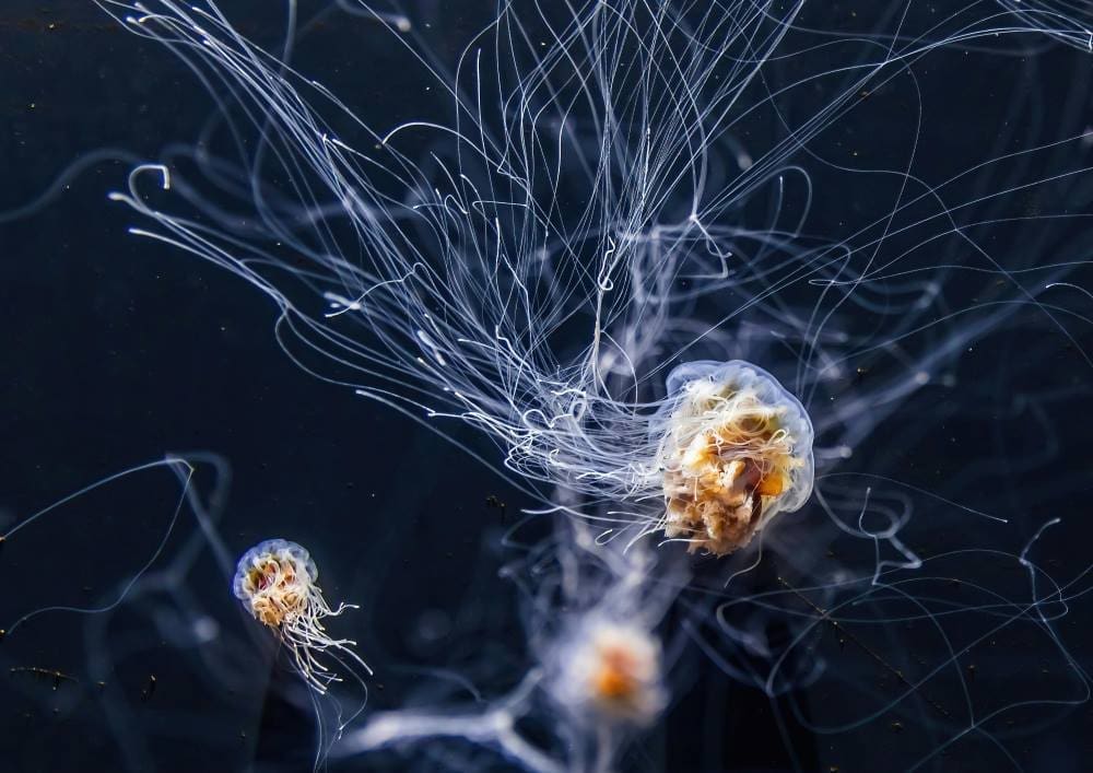 The future of the deep sea: Scientists urge immediate global response Image Medusa (s. deep sea)