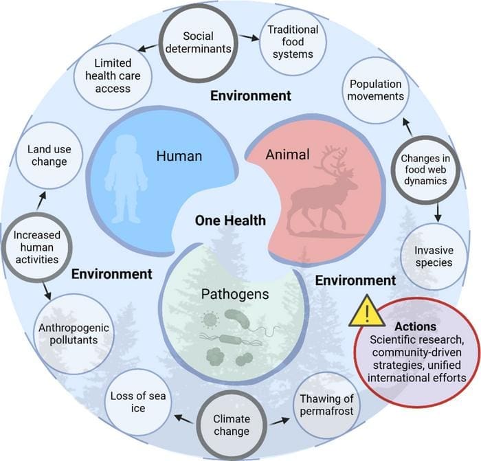 Melting Arctic ice may unleash ancient diseases, scientists warn Image: One Health Concept (s. Arctic, disease, climate)