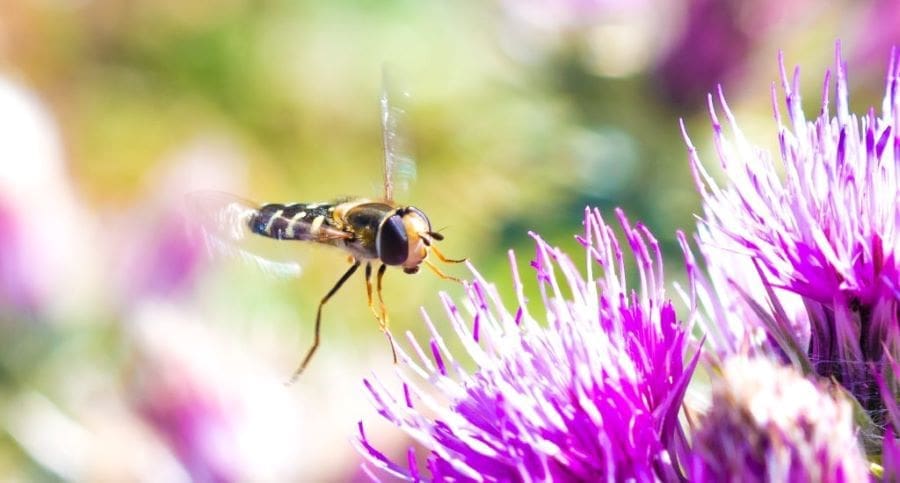 Image: Pied hoverfly (s. flies, climate change, nature)