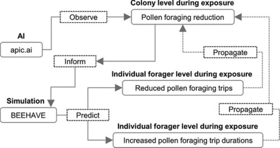 Image: Colony level during exposure (s. pesticides)