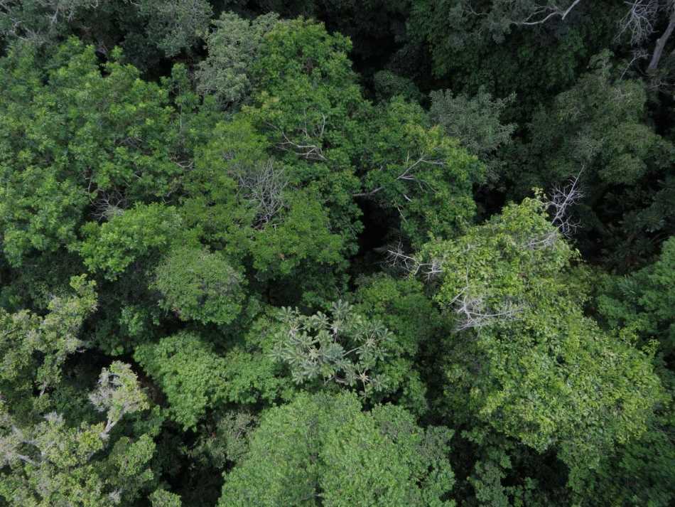 Image: Aerial view of a tropical rainforest