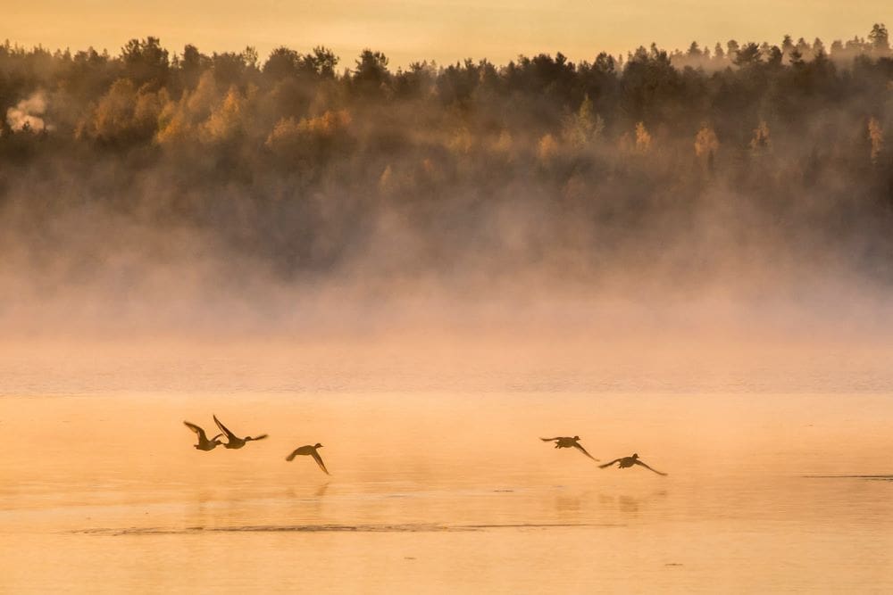 Image: sunrise, lake, birds, and mist in Rovaniemi, Finland (s. Lapland, climate change)