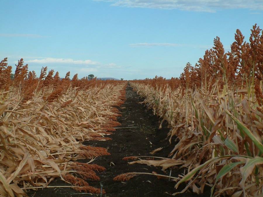 Sorghum’s climate breakthrough: Ancient grain poised for European success Image: Sorghum crop, Queensland (s. climate, science, research)