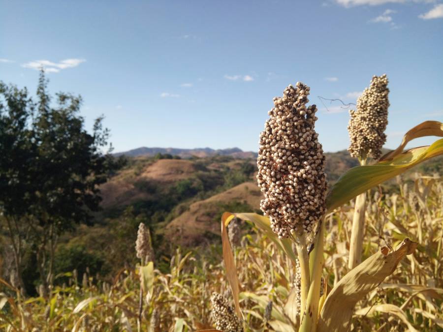 Sorghum’s climate breakthrough: Ancient grain poised for European success Image: Ripe sorghum plant field (s. climate, science, research)