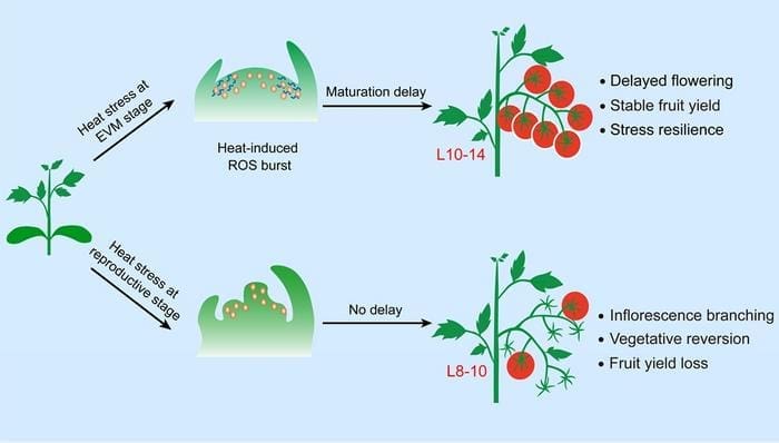 Image: Tomato plants slow shoot meristem maturation to achieve heat-stress resilience (s. science, Muser)