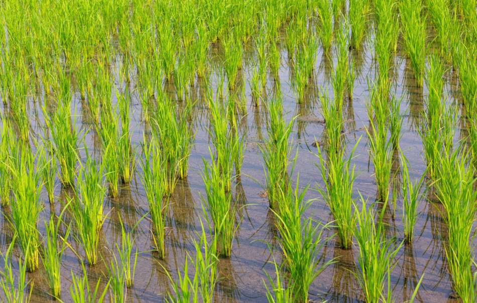 Image: Young rice growing in the paddy field