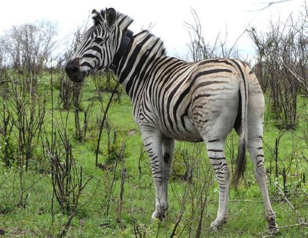Image: Zebra fitted with a GPS collar in Hluhluwe National Park, South Africa (s. climate, science)