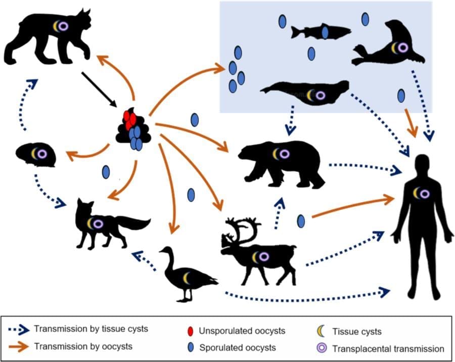 Melting Arctic ice may unleash ancient diseases, scientists warn Image: transmission of the zoonotic parasite Toxoplasma gondii in the North (s. Arctic, disease, climate)