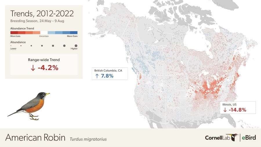Abundant today, gone tomorrow: birds disappearing in their core habitats Image: American Robin (Turdus migratorius) Trends
