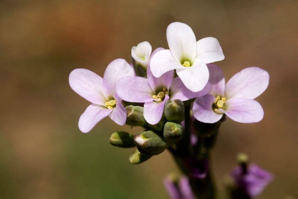 Mountain plants face extinction as climate outpaces their ability to adapt Image: Drummond's rockcress (Boechera stricta) (s. mountain plants, climate change, adaptation)