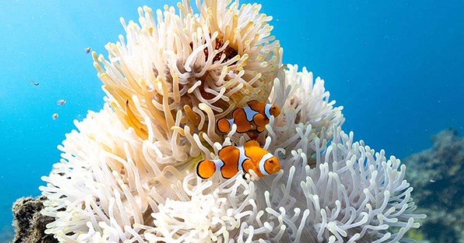 Clownfish shrink to survive marine heatwaves Image: A clown anemonefish (s clownfish, climate change, Finding Nemo)