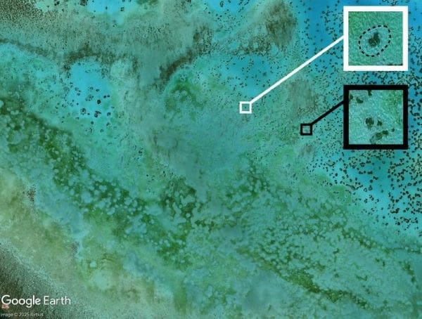 Climate Science Digest: May 7, 2025 Image: Grazing halos at Heron Island, Australia