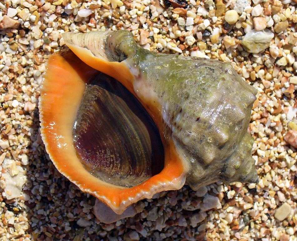 Invasive salmon, clams and seaweed are next threats to biodiversity in Britain Image: Veined rapa whelk (Rapana venosa)