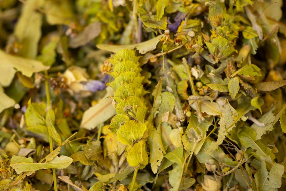 Satellite data links mountain greening to genomic erosion in native herb Image: Ironwort (Sideritis) plant in close-up view