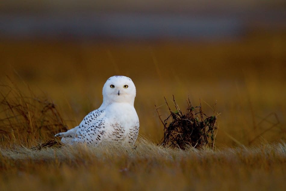 Image: Snowy Owl (Bubo scandiacus) (s. birds, population decline, climate, habitat)
