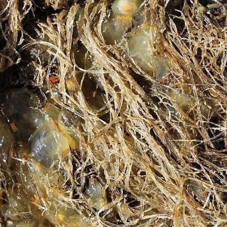 Invasive salmon, clams and seaweed are next threats to biodiversity in Britain Image: Spaghetti bryozoan (Amathia verticillata) (s. invasive species, biodiversity, salmon, clams climate change)