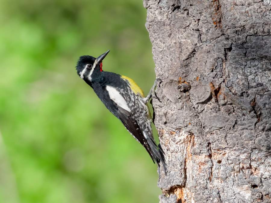 Abundant today, gone tomorrow: birds disappearing in their core habitats Image: Williamson's Sapsucker (Sphyrapicus thyroideus)