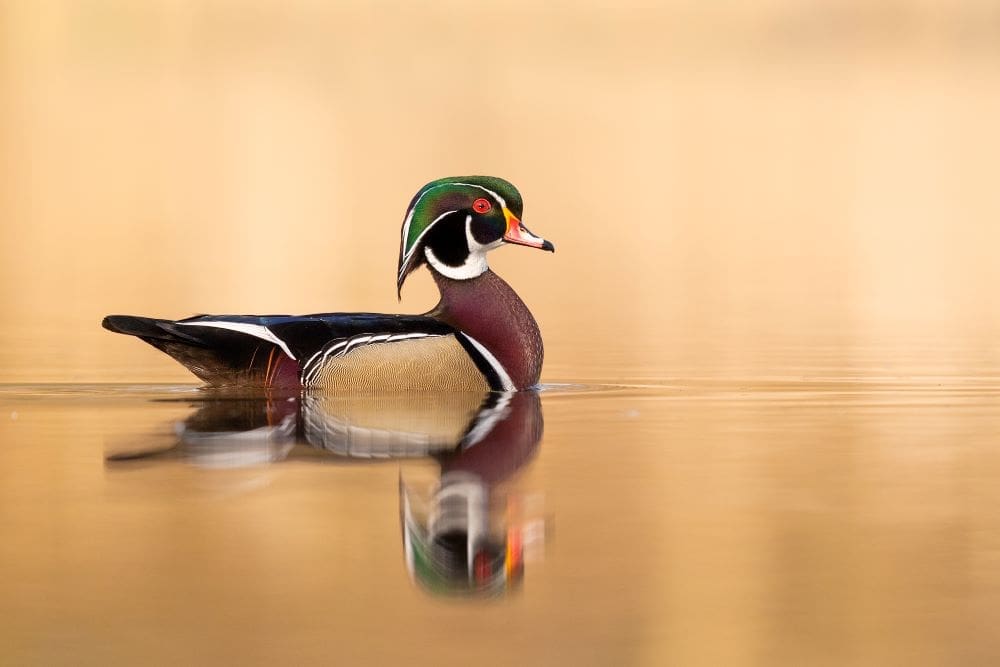 Image: Wood Duck (Aix sponsa)