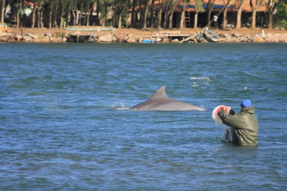 Reciprocity with nature offers a path to global sustainability Image: Artisanal fishers and dolphins