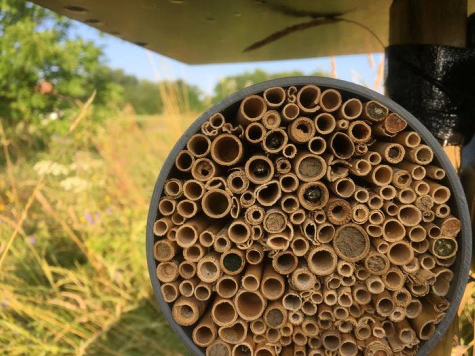 Bees hit hardest by heat and land use changes, study finds