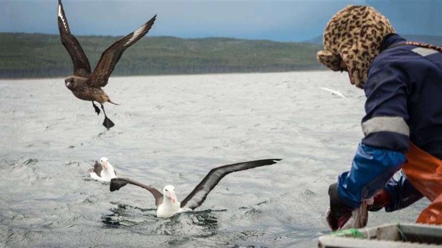 Image: Artisanal fisherman Luis Levil cleaning a southern hake (Strait of Magellan, Patagonia, Chile) (s. reciprocity, climate change adaptation)