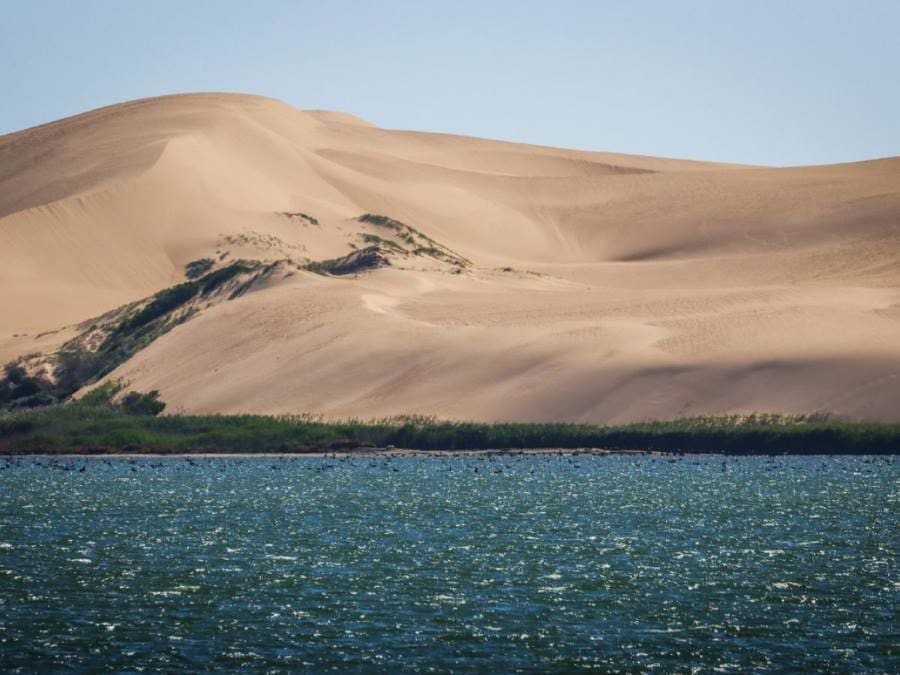 Image: Birds flocking beneath the dunes of the Coorong, a coastal lagoon in South Australia