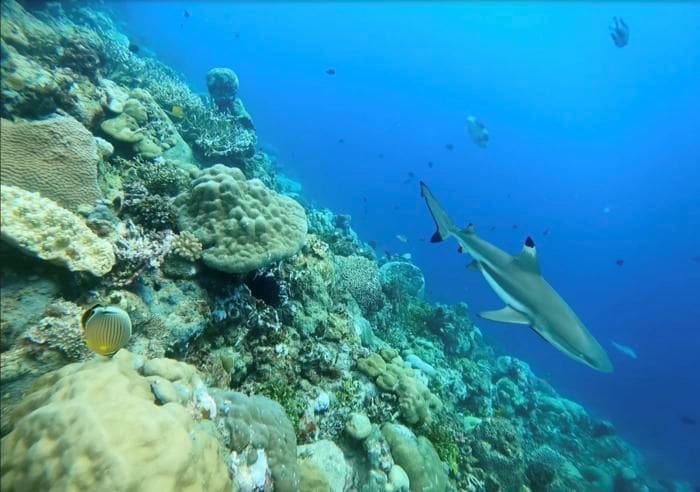 Climate Science Digest: May 7, 2025 Image: blacktip reefshark