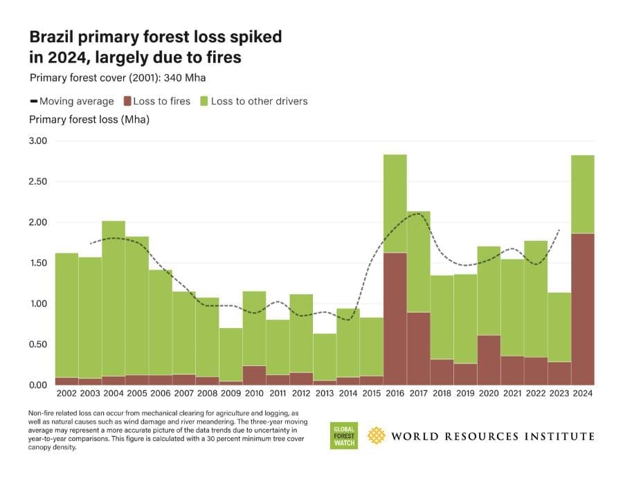 'Red alert': Fires drive tropical forest loss to record high Image: Brazil primary forest loss spiked in 2024, largely due to fire (s. climate, wildfires, tropical rainforest)