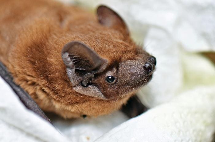 Image: Common noctule bat (Nyctalus noctula)