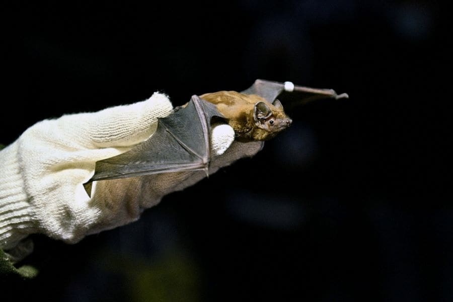 Image: Common noctule bat (Nyctalus noctula)