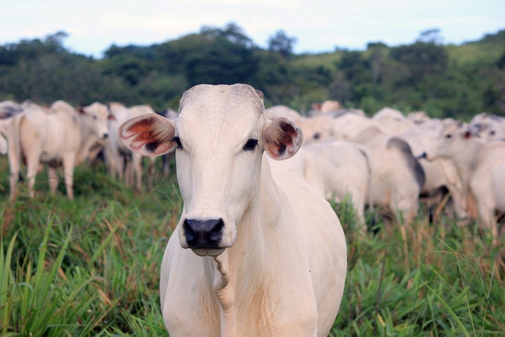 Image: white and gray cattle on green field