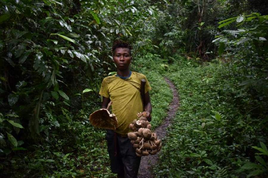 Image: Ferdinand, a young Baka man, collects forest mushrooms to share (s. reciprocity, climate change adaptation)