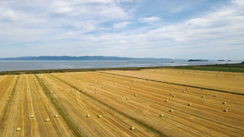Image: a large field of hay with a body of water in the background