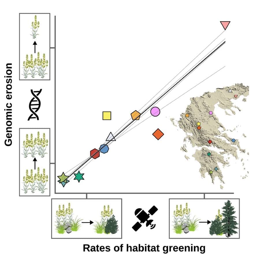 Satellite data links mountain greening to genomic erosion in native herb Image: Graphical abstract (s. Satellite-observed mountain greening predicts genomic erosion in a grassland medicinal herb over half a century.)