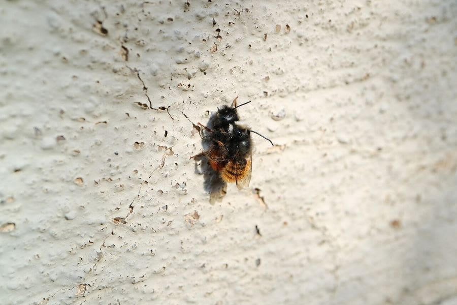 Image: Two horned mason bees (Osmia cornuta) (s. climate change, land-use)