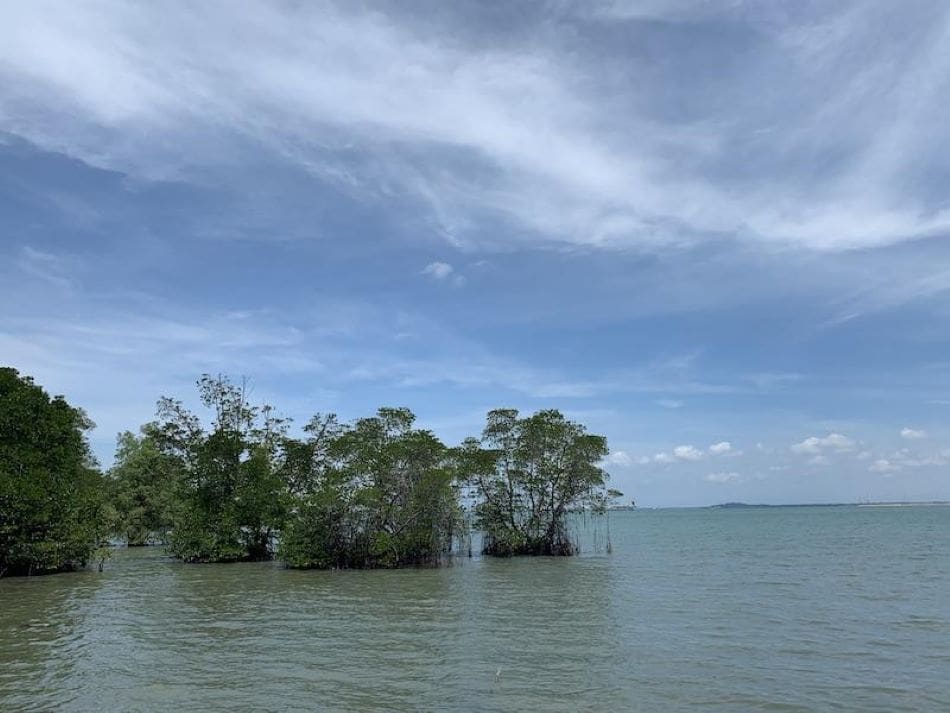 Image: New study shows the "seesaw" effect of El Niño and La Niña causes floods, droughts and shifts in hurricane activity, stressing mangrove forests worldwide