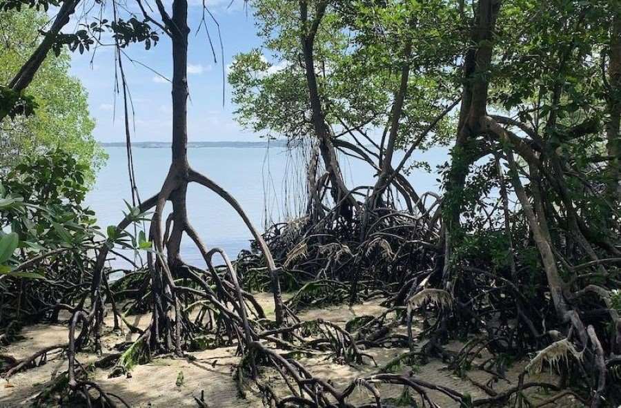 Mangrove forest health linked to ocean climate cycles Image: Mangrove forest (s. climate change. ENSO)