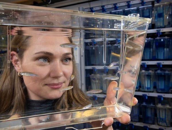 Zebrafish adapt to heat without fitness cost Image: Anna Andreassen